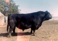 1970s Super Mac bull
